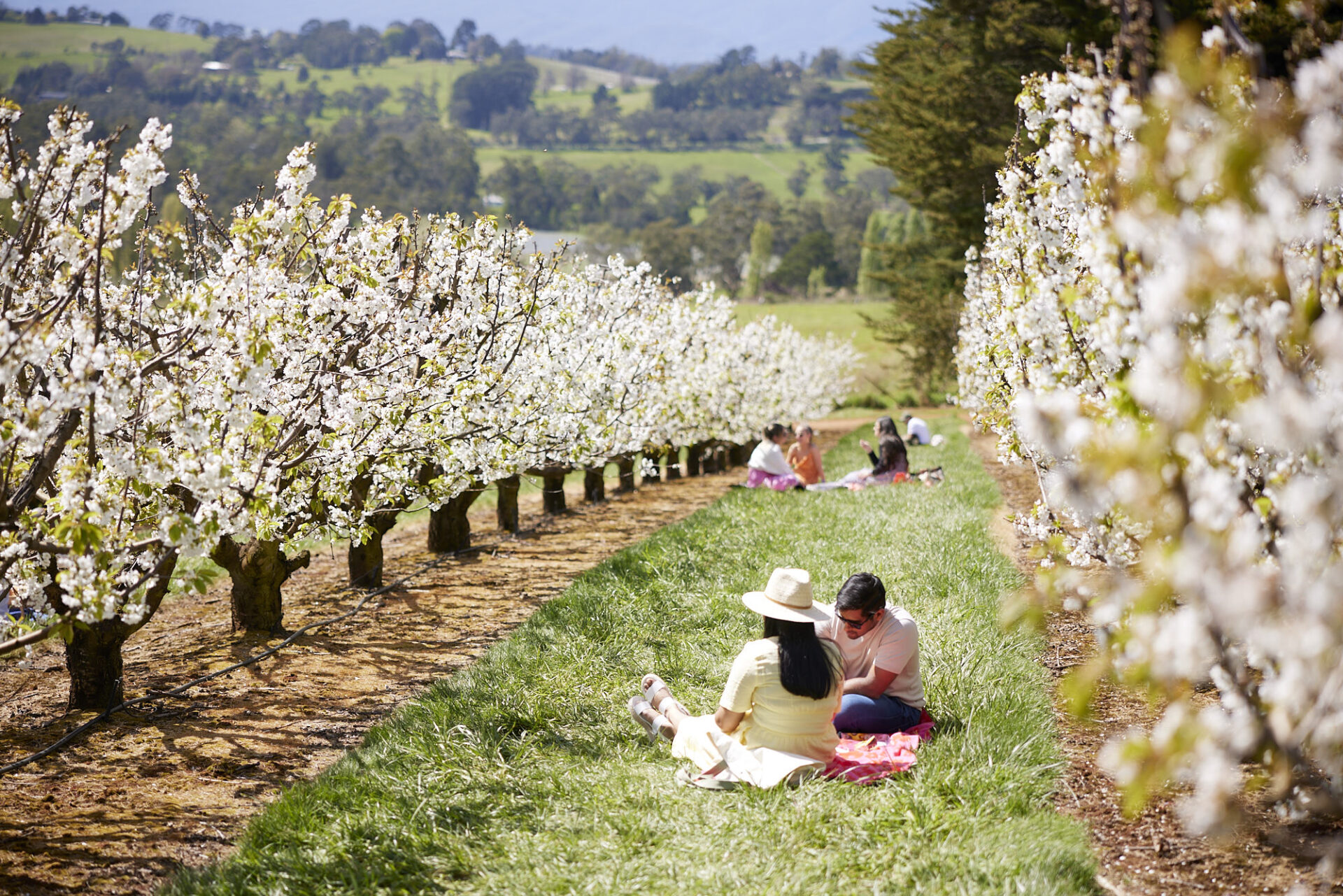 BlossomFestivalPicnic