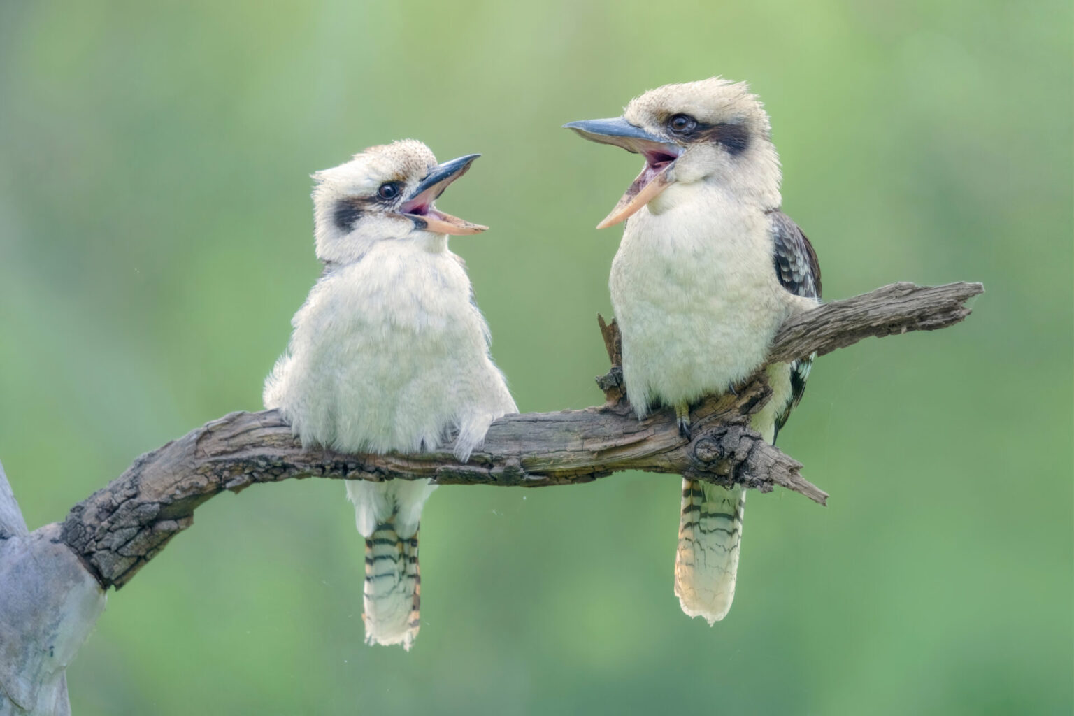 Two kookaburras sitting on a branch